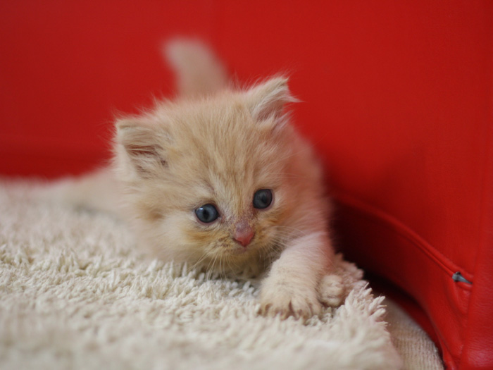 スコティッシュフォールドの子猫画像