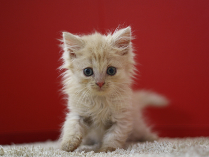 スコティッシュフォールドの子猫画像