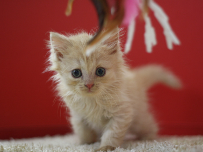 スコティッシュフォールドの子猫画像