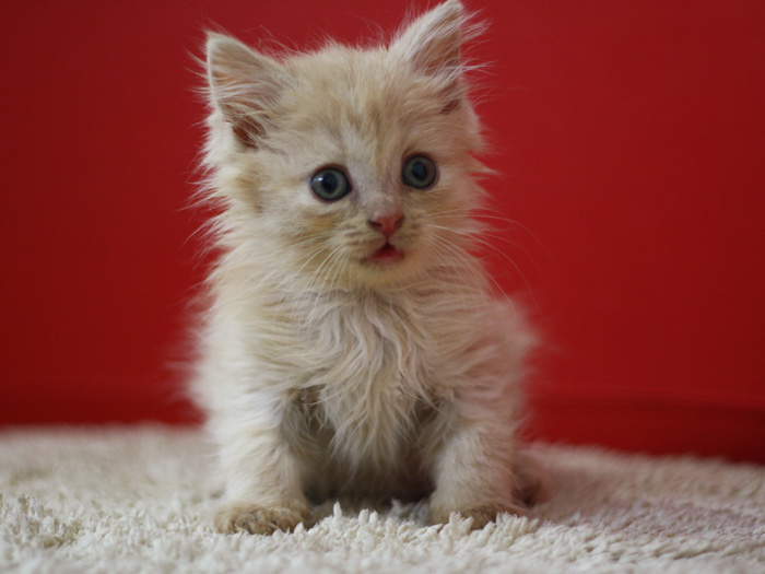 スコティッシュフォールドの子猫画像