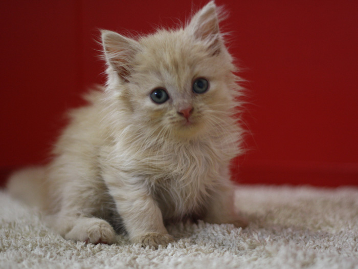 スコティッシュフォールドの子猫画像