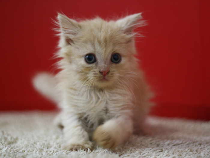 スコティッシュフォールドの子猫画像