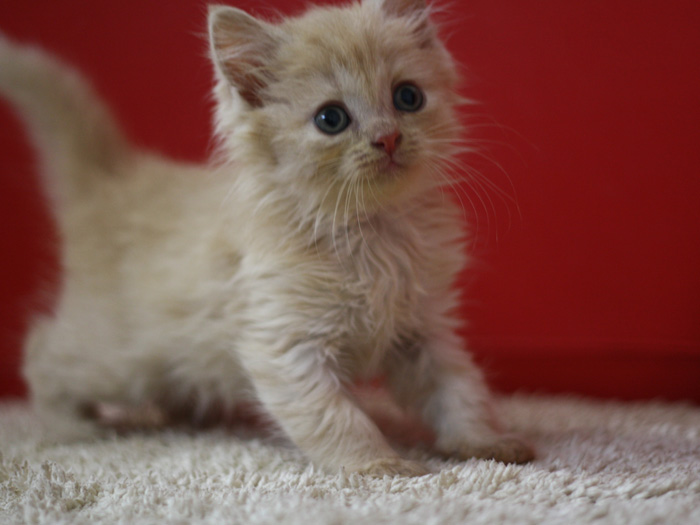 スコティッシュフォールドの子猫画像