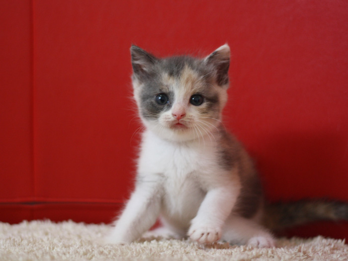スコティッシュフォールドの子猫画像