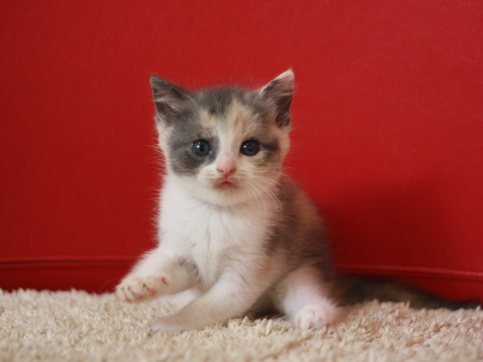 スコティッシュフォールドの子猫画像