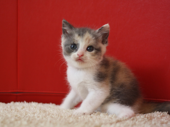スコティッシュフォールドの子猫画像