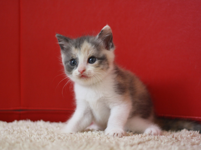 スコティッシュフォールドの子猫画像