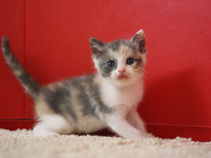スコティッシュフォールドの子猫画像