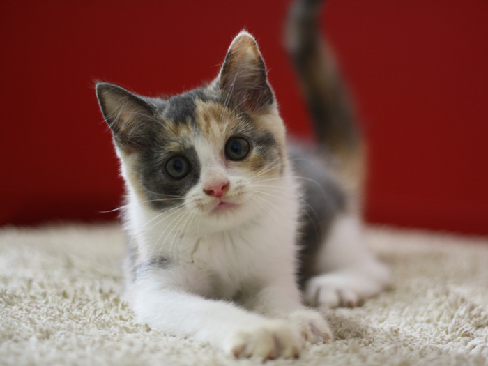 スコティッシュフォールドの子猫画像