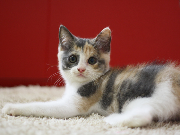 スコティッシュフォールドの子猫画像