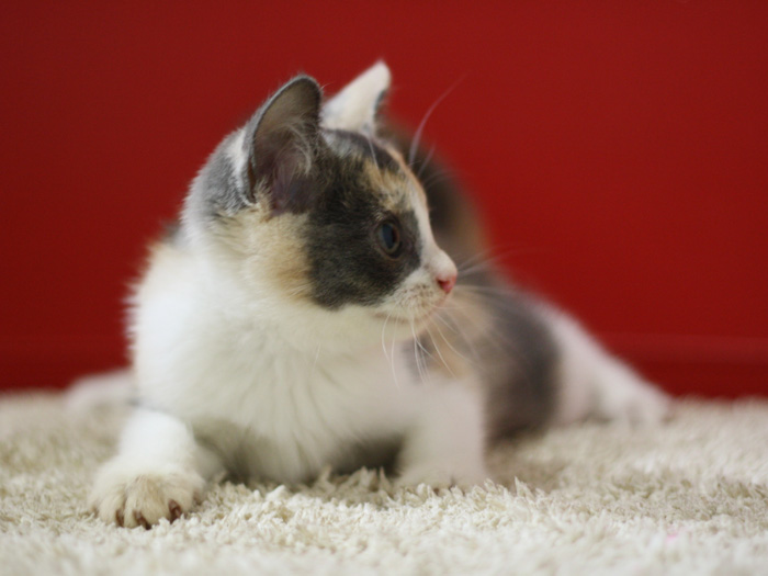 スコティッシュフォールドの子猫画像