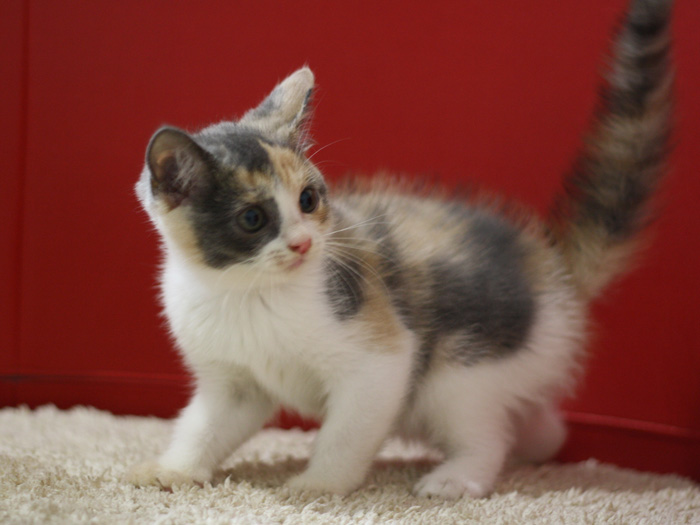 スコティッシュフォールドの子猫画像