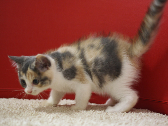 スコティッシュフォールドの子猫画像