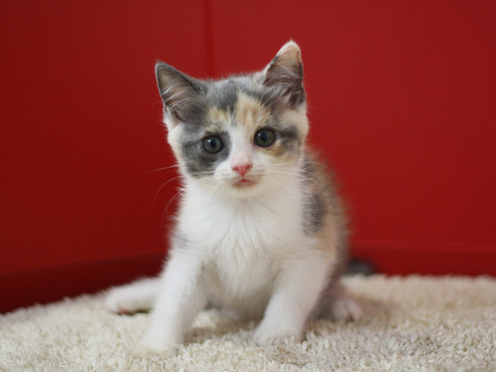 スコティッシュフォールドの子猫画像
