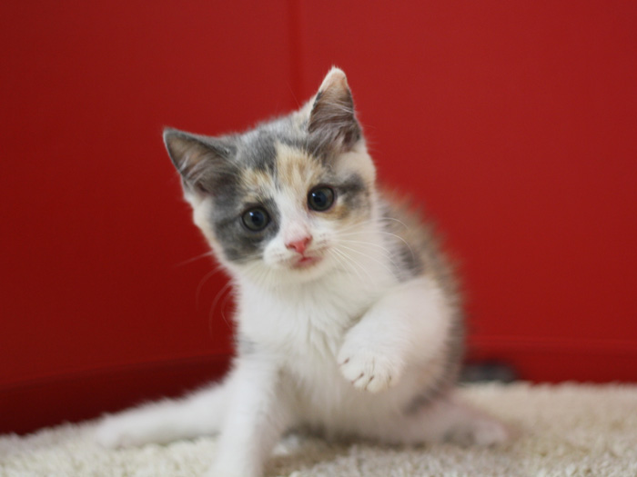 スコティッシュフォールドの子猫画像