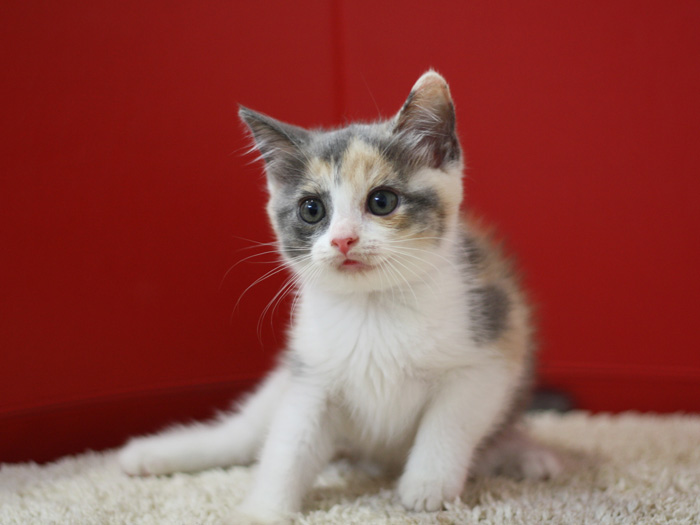 スコティッシュフォールドの子猫画像