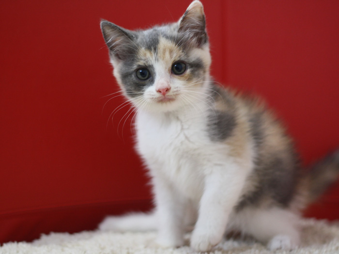 スコティッシュフォールドの子猫画像