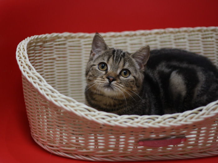 スコティッシュフォールドの子猫画像