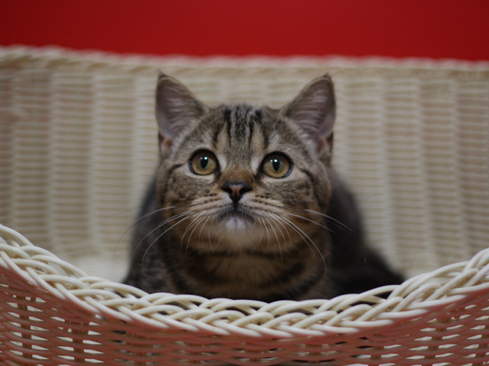 スコティッシュフォールドの子猫画像