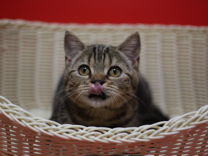スコティッシュフォールドの子猫画像