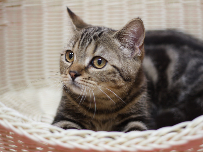 スコティッシュフォールドの子猫画像
