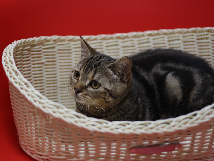 スコティッシュフォールドの子猫画像