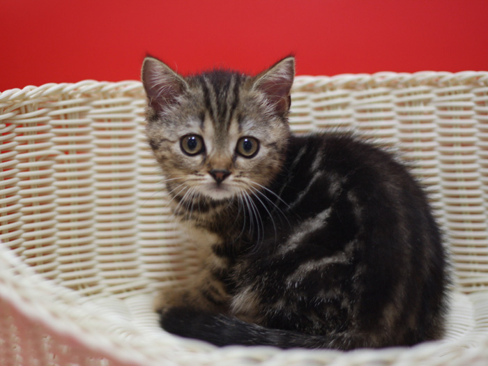 スコティッシュフォールドの子猫画像