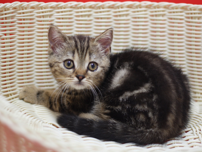 スコティッシュフォールドの子猫画像