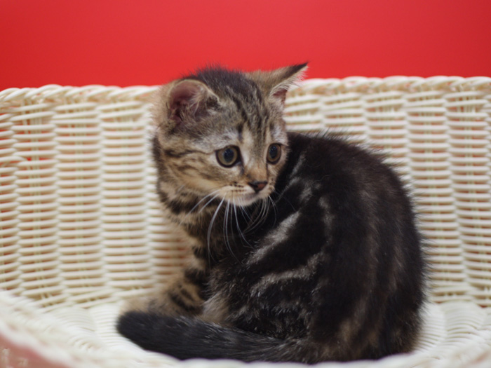 スコティッシュフォールドの子猫画像