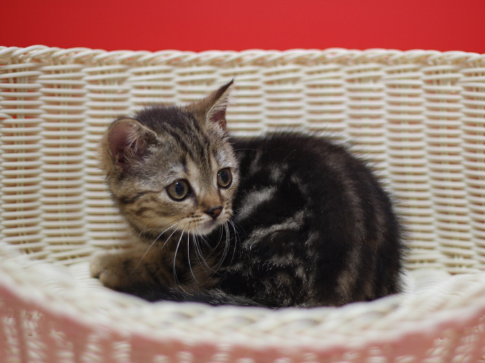 スコティッシュフォールドの子猫画像