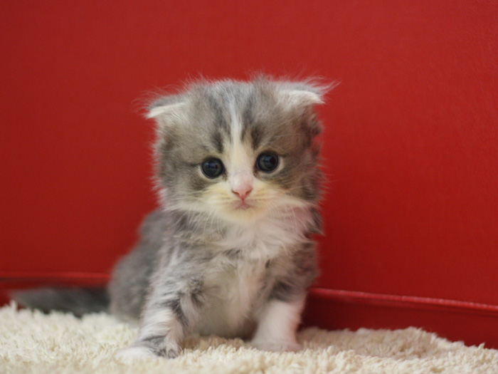 スコティッシュフォールドの子猫画像