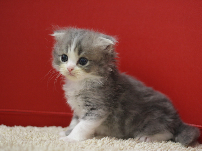 スコティッシュフォールドの子猫画像