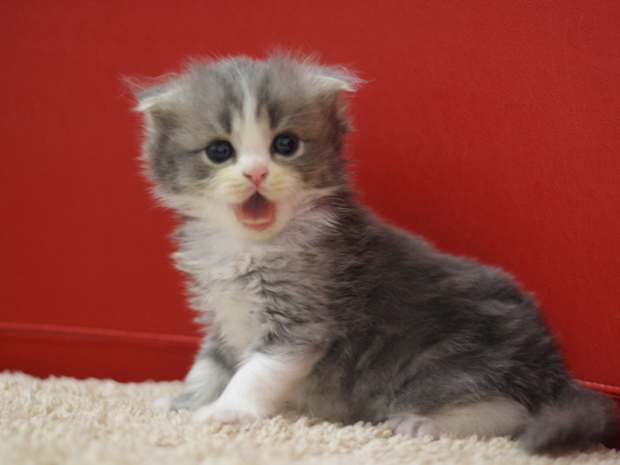 スコティッシュフォールドの子猫画像