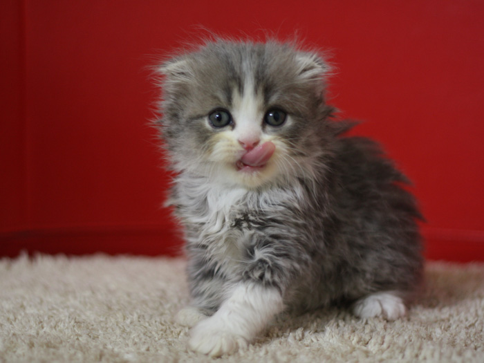 スコティッシュフォールドの子猫画像