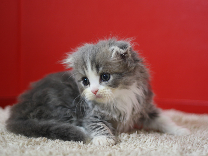 スコティッシュフォールドの子猫画像