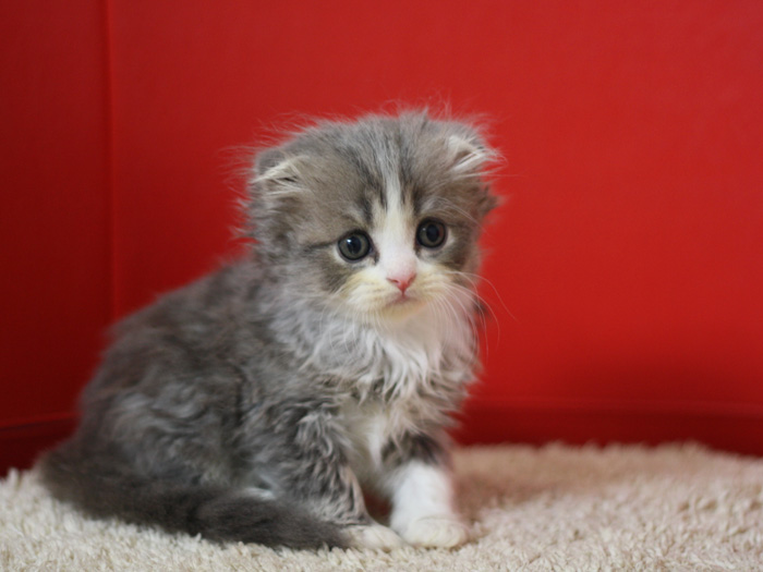 スコティッシュフォールドの子猫画像