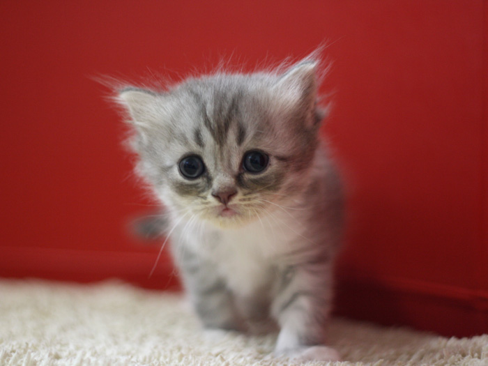 スコティッシュフォールドの子猫画像