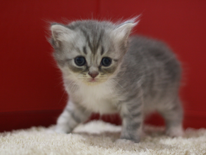 スコティッシュフォールドの子猫画像