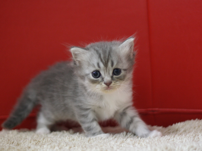 スコティッシュフォールドの子猫画像