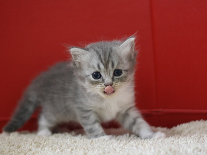 スコティッシュフォールドの子猫画像