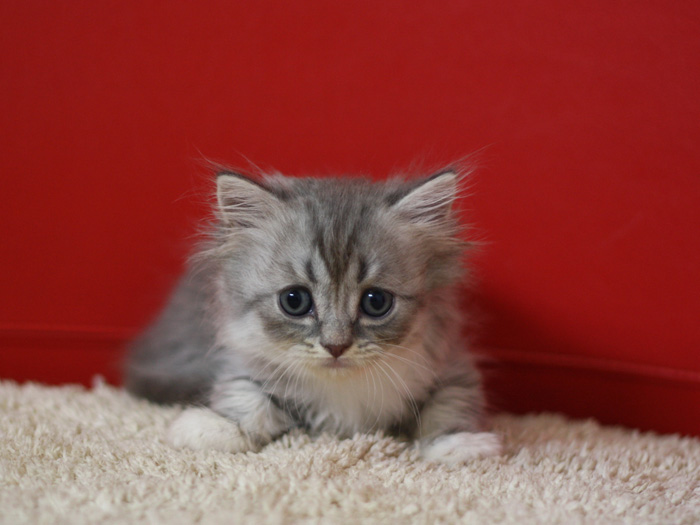 スコティッシュフォールドの子猫画像