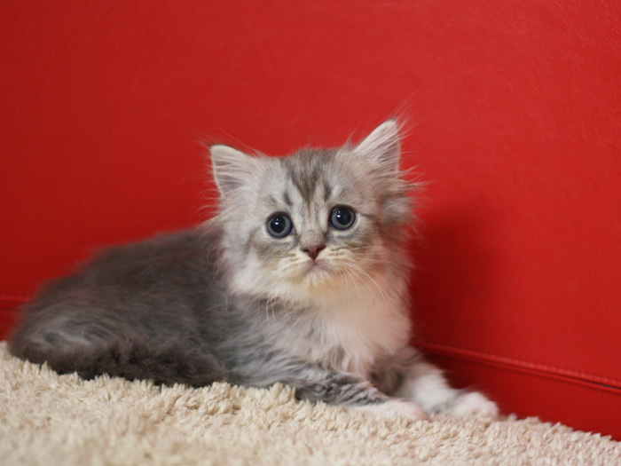 スコティッシュフォールドの子猫画像