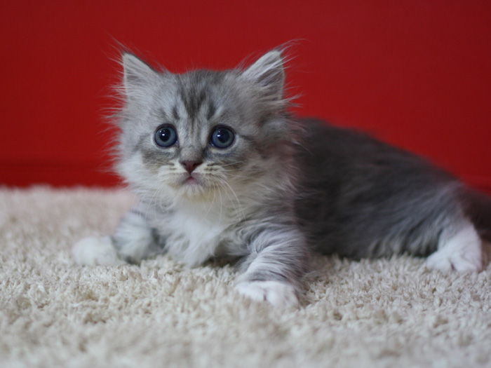 スコティッシュフォールドの子猫画像