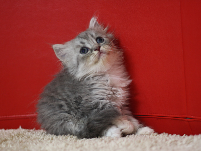 スコティッシュフォールドの子猫画像