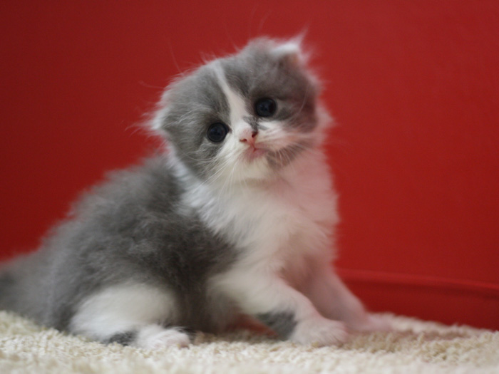 スコティッシュフォールドの子猫画像
