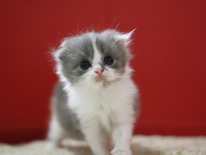 スコティッシュフォールドの子猫画像
