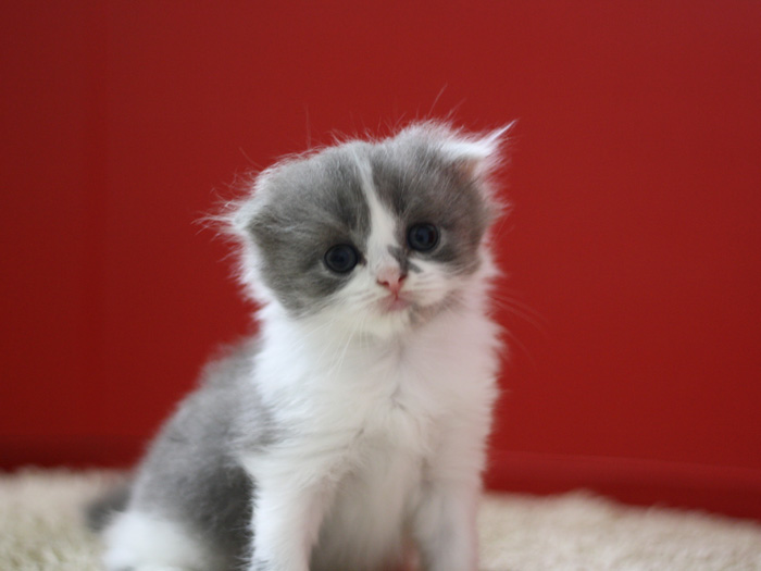 スコティッシュフォールドの子猫画像