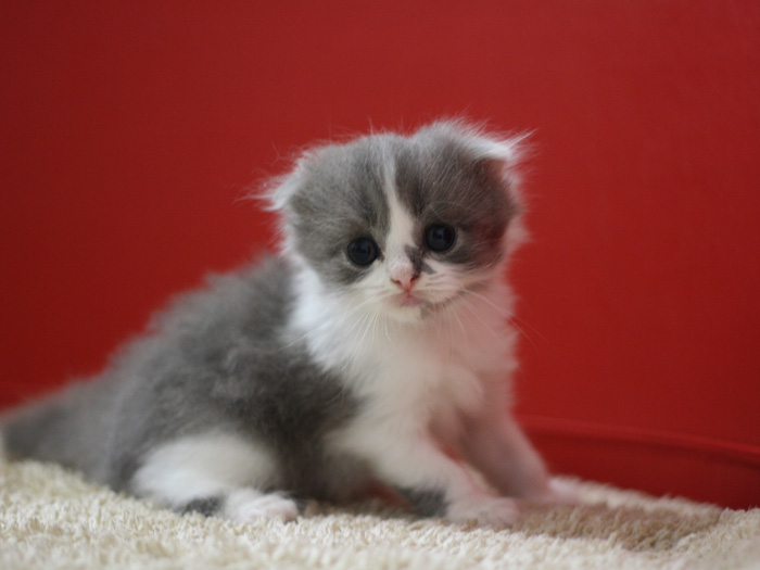 スコティッシュフォールドの子猫画像