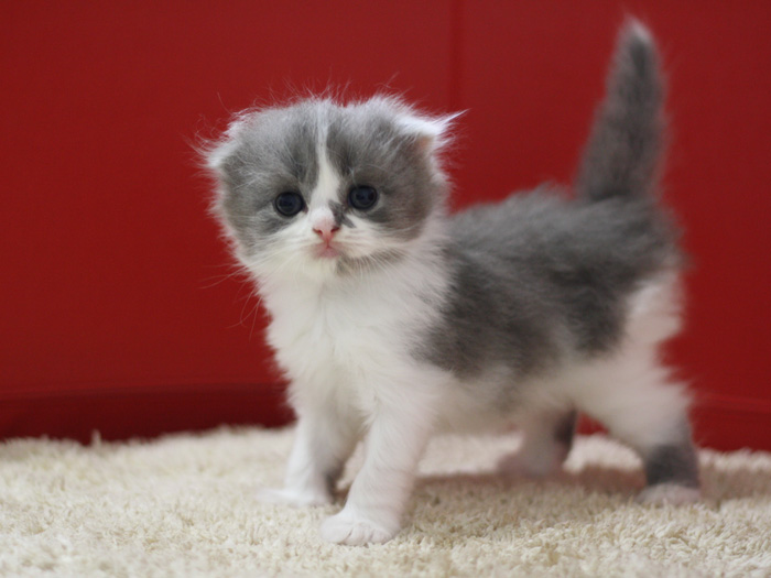 スコティッシュフォールドの子猫画像