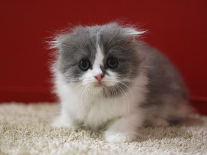 スコティッシュフォールドの子猫画像